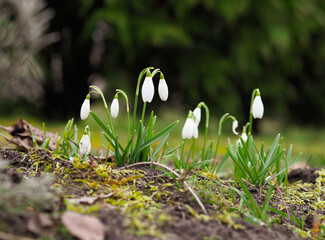 Spring in nature, white snowdrops are blooming. The first flowers of the garden and forest