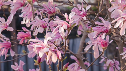 Close-up of the blooming branches of the Magnolia loebneri 