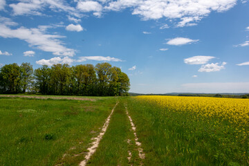 Fototapeta na wymiar road in the field with blue sky