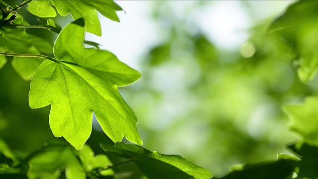 Green leaf in beautiful nature, closeup footage with smooth bokeh background
