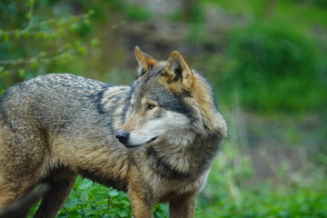 Fototapeta na wymiar European wolf