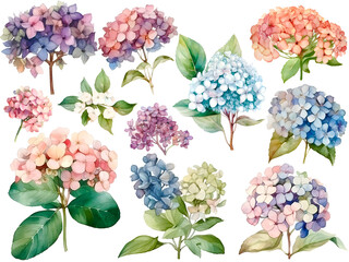 Watercolor hydrangea cliparts, isolated, transparent background, created with Generative AI technology