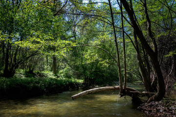 river in the woods