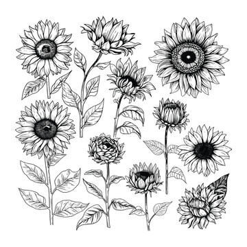 Sunflower hand-drawn vector collection. Sketch of sunflower. Floral ink pen sketch. Black and white clipart. Realistic wildflower freehand drawing.