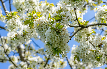 Fototapeta premium blossoming cherry tree in the spring