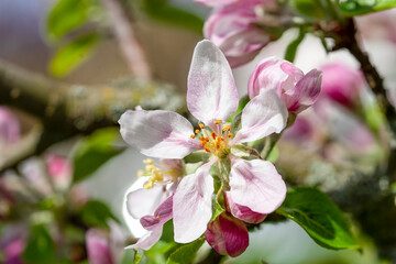 macro shot  white apple tree blossom background