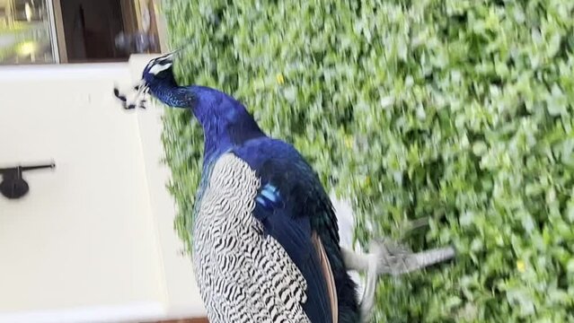 A Domestic Peafowl in a Tropical Contact Zoo
