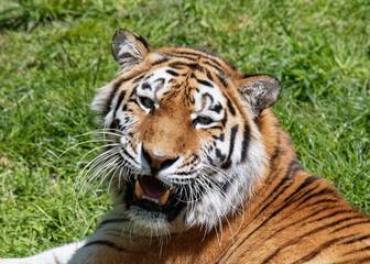 Fototapeta na wymiar Portrait of a siberian tiger (Panthera tigris altaica)