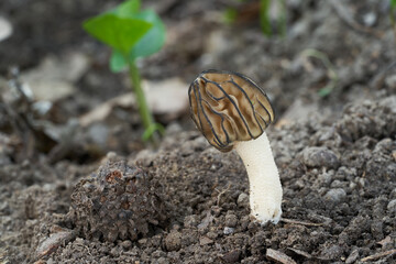 Edible mushroom Morchella semilibera on the ground. Known as Semifree Morel. Wild morel mushroom in the deciduous forest.