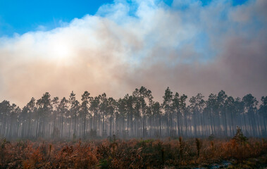 Wildland fire, burning forest with conifers, smoke in the woods, Florida © Oleg Kovtun