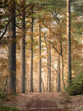 a row of pines lining a forest road
