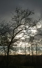 Foto auf Alu-Dibond tree silhouet with thunder clouds © Evelien