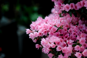 Pink flowers