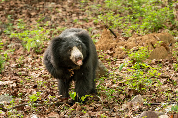 Sloth bear or Melursus ursinus or Indian bear closeup wild adult male face expression and claws in natural habitat and green background Dangerous black animal Ranthambore National Park Rajasthan India