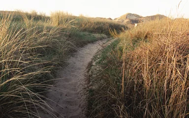 Fototapeten path through the marram pad door de duinen © Evelien