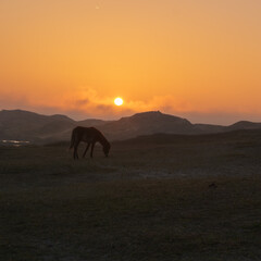 Fototapeta na wymiar wildhorses at sunset in dunes