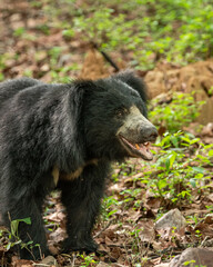 Sloth bear or Melursus ursinus or Indian bear closeup wild adult male face expression in natural green background habitat Dangerous black animal at Ranthambore National Park Rajasthan India