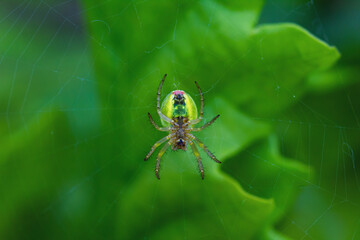 Cucumber green spider on green leaf in summer forest. Araniella cucurbitina hunting on spiderweb, selective focus