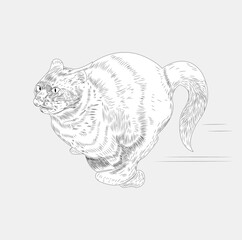 Vector Illustration of Running Cat in Motion. Isolated background.