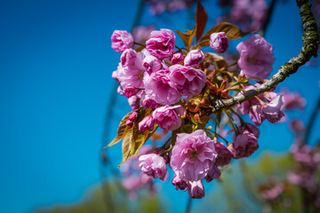 "Prunus serrulata Lindl" flower against the blue sky.
