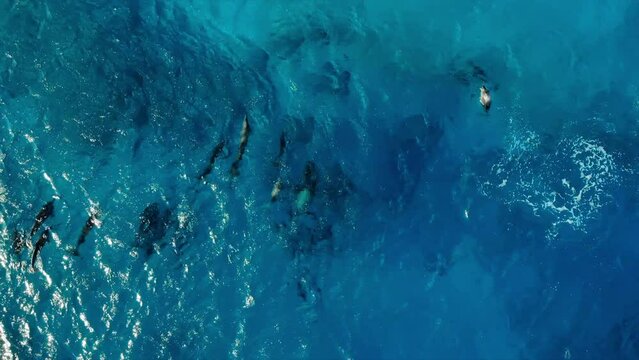 Aerial: Drone Top Forward Pod Of Dolphins Swimming In Blue Sea On Sunny Day - Oahu, Hawaii