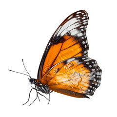 Beautiful butterfly flying, close-up. Transparent isolated background. AI generated