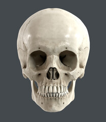 Anatomically correct image of the human skull front view 3d render