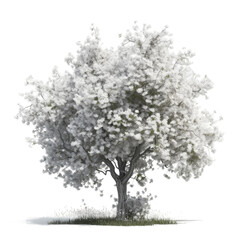 Obraz na płótnie Canvas Blooming tree. Transparent isolated background. AI generated