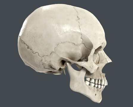 Anatomically correct image of the human skull side view 3d render
