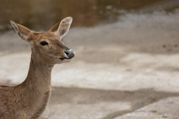 portrait of a female deer, copy space