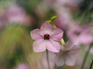 ピンクの花　ニコチアナ　ローズシェード