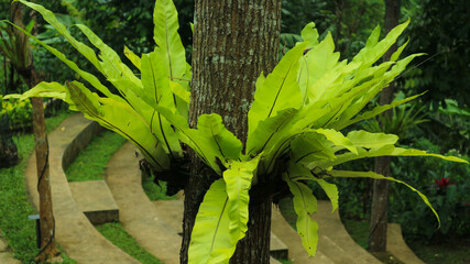 Background Texture Asplenium Nidus plants live attached to tree trunks.