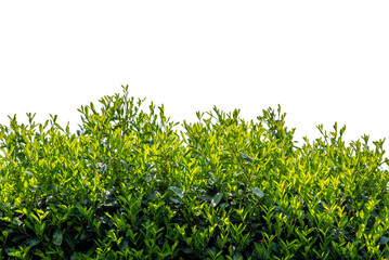 Cherry laurel hedge, green leaves of Prunus laurocerasus, isolated  - obrazy, fototapety, plakaty
