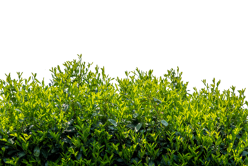 Cherry laurel hedge, green leaves of Prunus laurocerasus, isolated 