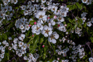 Beautiful blooming apple tree branches and pink buds with white flowers growing in a garden. Spring nature background.