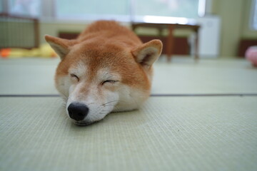 犬、豆しば、柴犬、しば犬、イヌカフェ、犬カフェ、東京、日本、