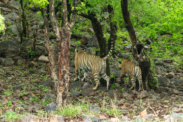 two wild female tigers mother and her cub back profile walking in pattern with tail up in forest morning safari in natural green background at ranthambore national park tiger reserve rajasthan india