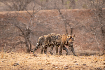Fototapeta na wymiar two wild male bengal tiger or panthera tigris cub walking side profile body covered in mud coming out of sludge in dry summer season at ranthambore national park forest resereve rajasthan india asia