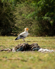 Egyptian vulture or Neophron percnopterus bird in natural green background during winter migration at tal chhapar blackbuck sanctuary rajasthan India asia