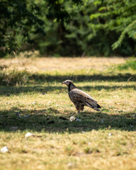 juvenile Egyptian vulture or Neophron percnopterus bird in natural green background and in shade of tree during winter migration at tal chhapar blackbuck sanctuary rajasthan India asia