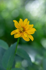 Blooming false sunflower on a green background on a summer sunny day macro photography. Garden rough oxeye flower with yellow petals in summertime, close-up photo. Orange heliopsis floral background.