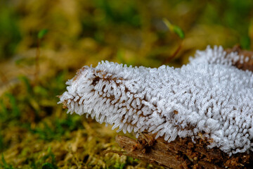 変形菌　エダナシツノホコリ