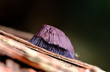 変形菌　ムラサキホコリ