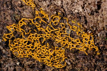 変形菌　ヘビヌカホコリ