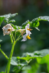 Blooming potato plants on a summer sunny day. Potato flower closeup in summer.
