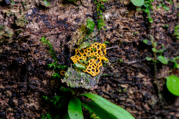 変形菌　ヘビヌカホコリ