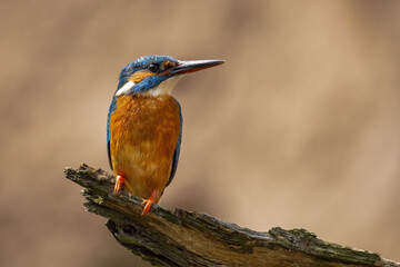 Wild Kingfisher