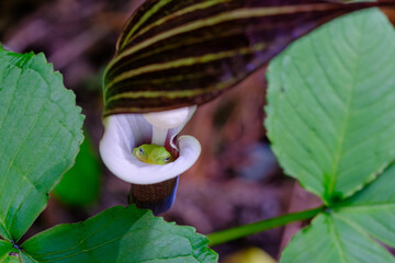 ユキモチソウとアマガエル