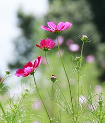 コスモス　　初和記念公演