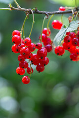Red berries of currant on a green background on a summer day macro photography. Ripe berries of a red currant hanging on a branch of a bush close-up photo in the summertime.	